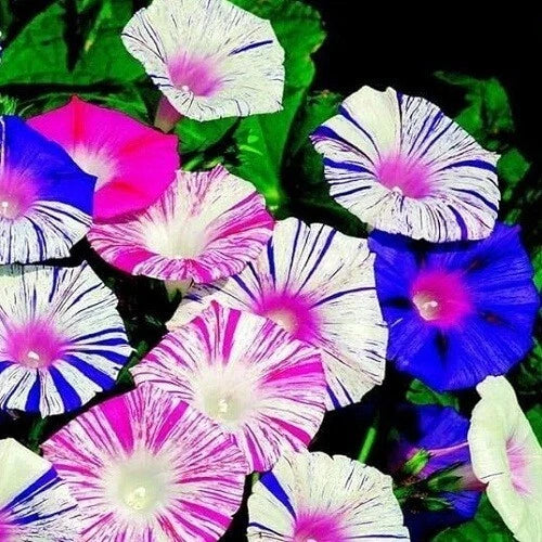 morning glory flower seeds