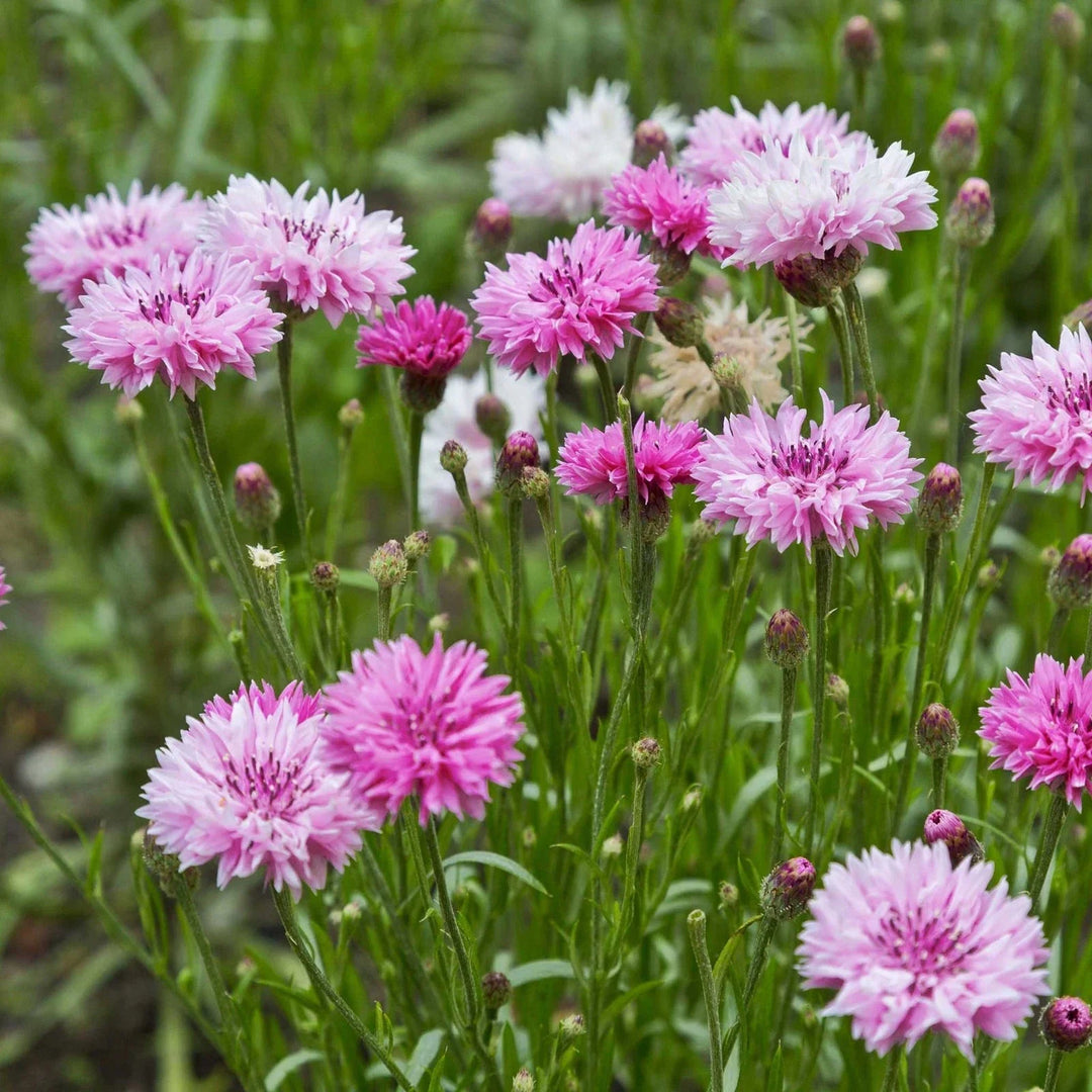 pink tall flower seeds