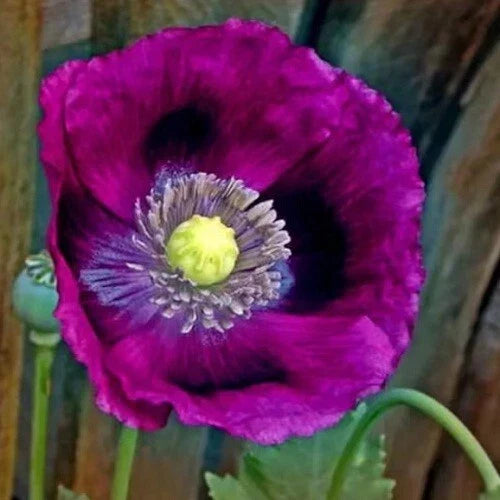 lauren s flower seeds