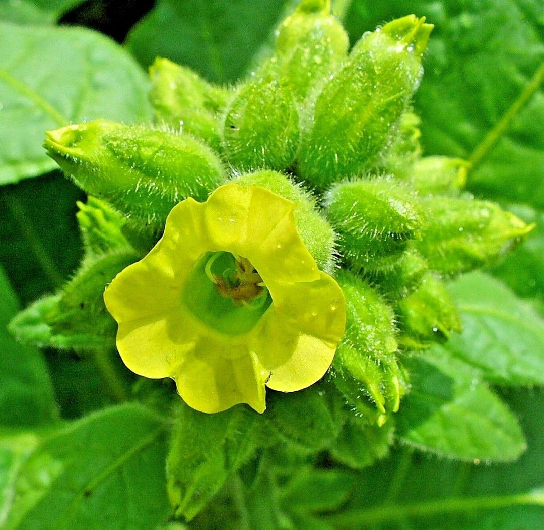 aztec tobacco flower seeds