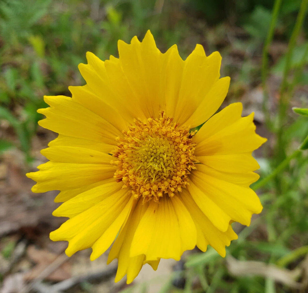 lance leaf flower seeds