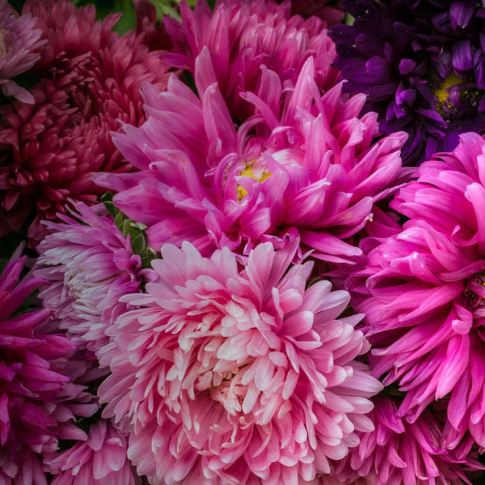 crego giant flower seeds