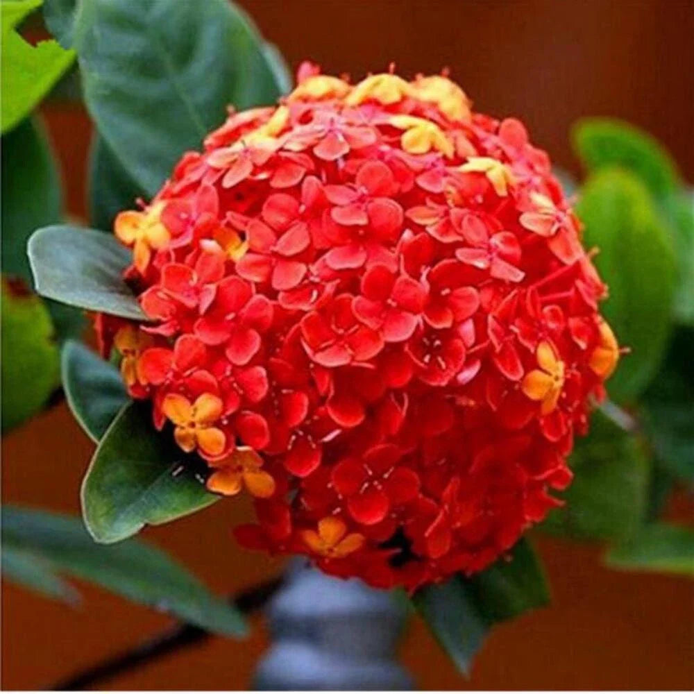 red orange flower seeds
