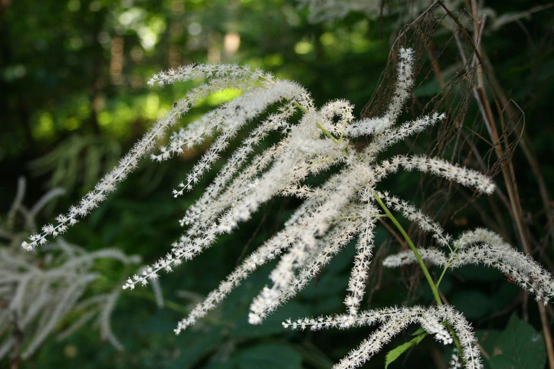 goats beard flower seeds