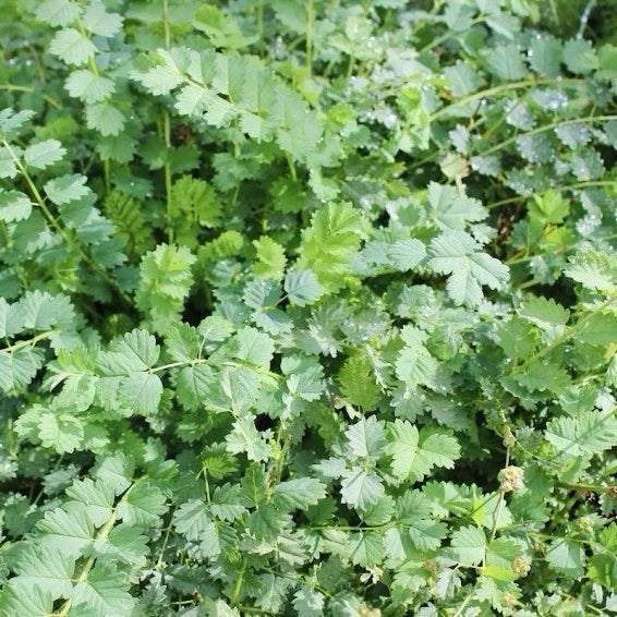 small burnet flower seeds