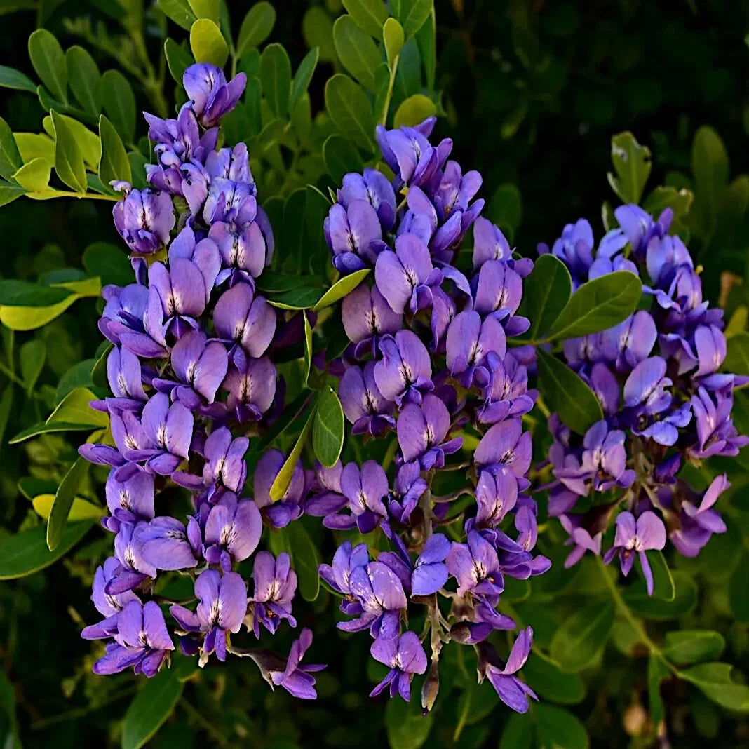 texas mountain flower seeds