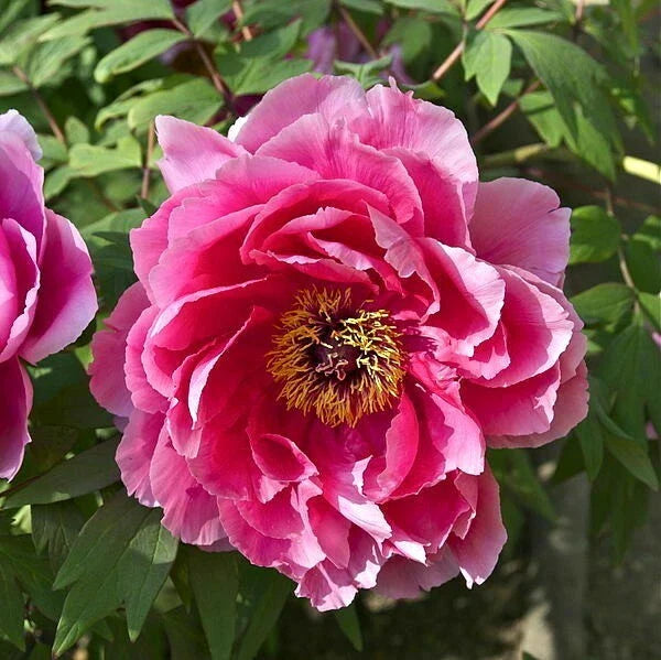 pink tree flower seeds
