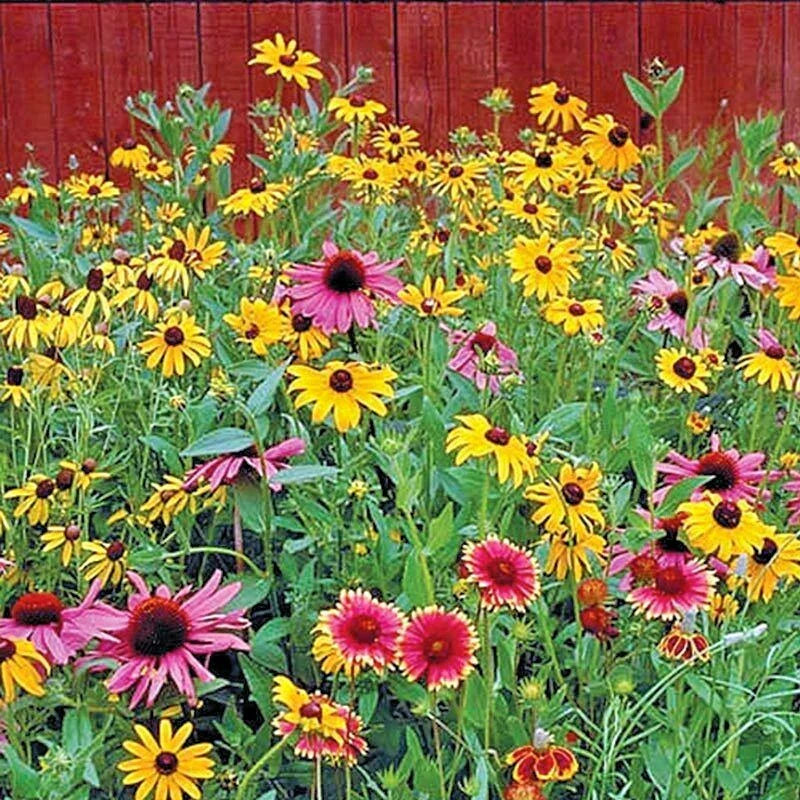 pollinator mix flower seeds