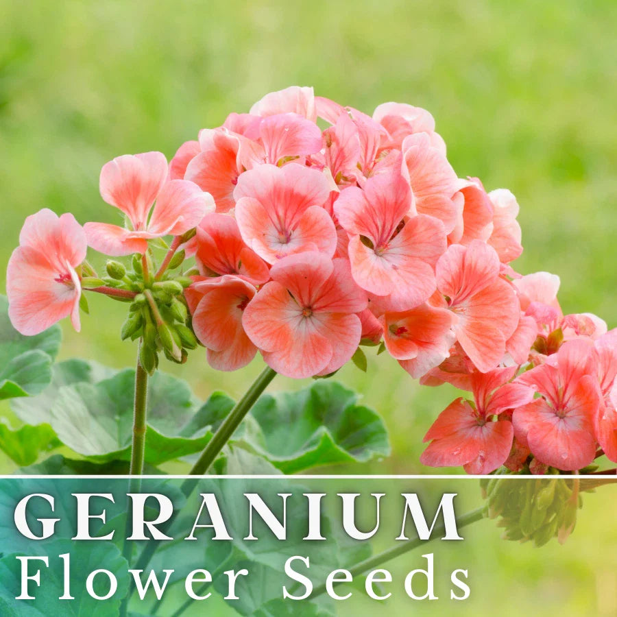 geranium peachy flower seeds