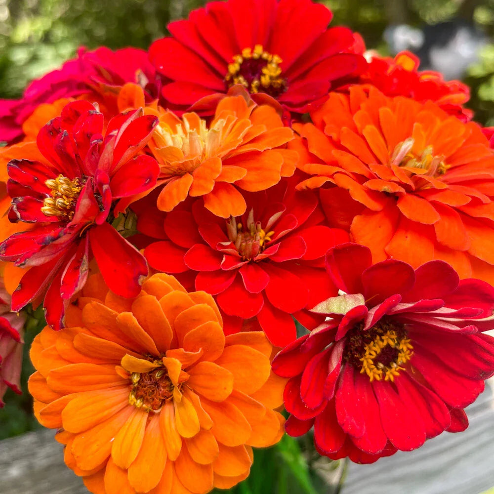 zinnia hot flower seeds