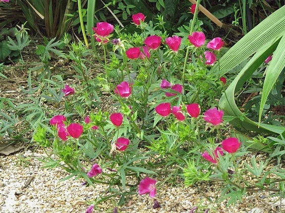 purple callirhoe flower seeds