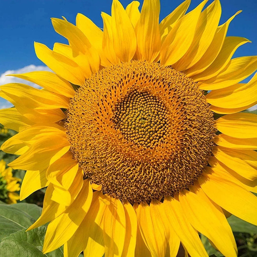 yellow huge flower seeds