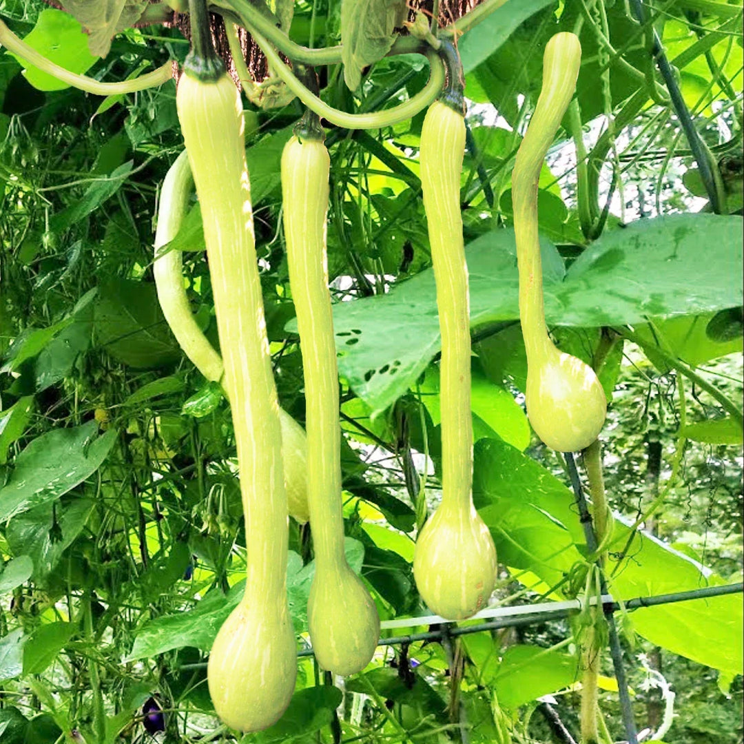 tromboncino squash flower seeds