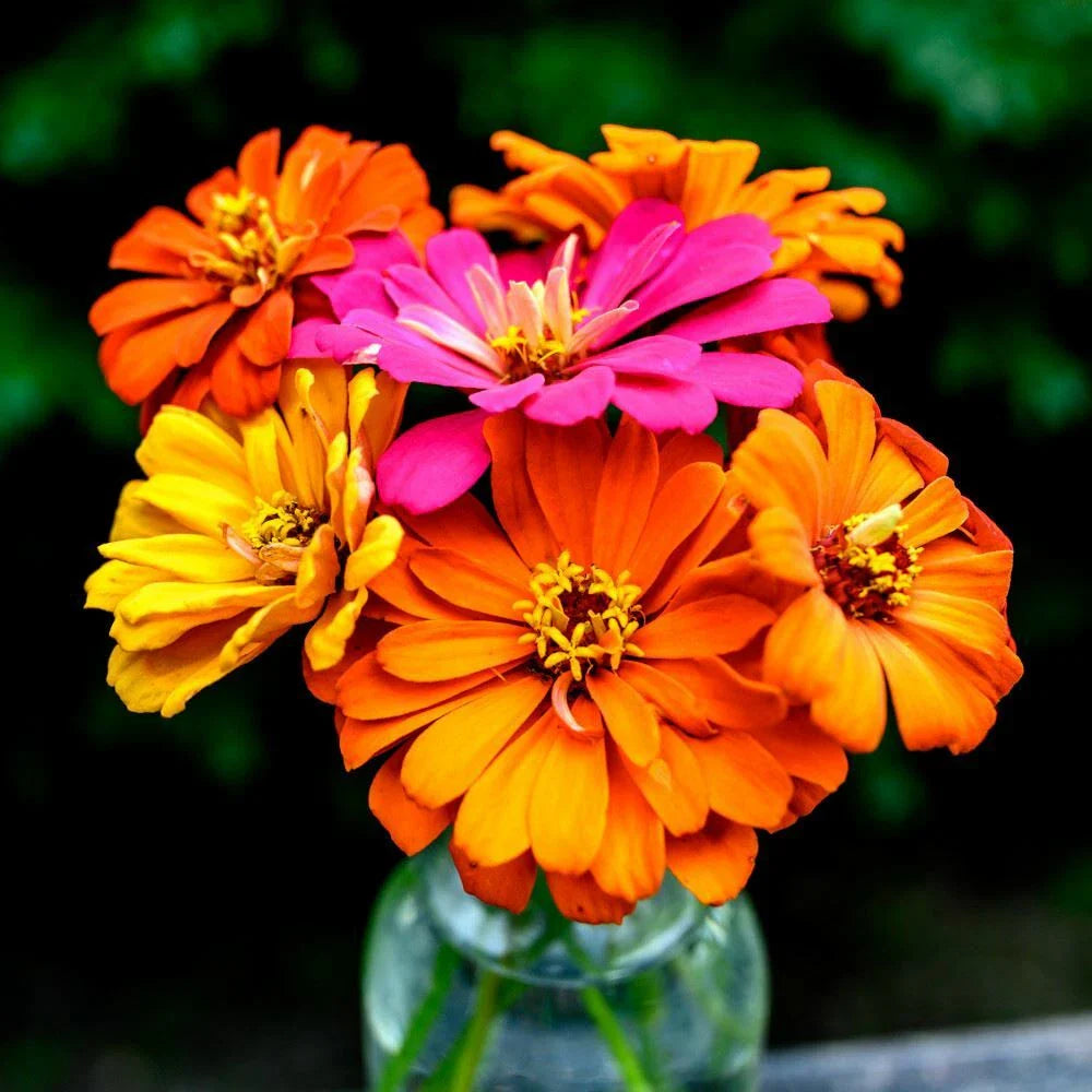 zinnia jim flower seeds