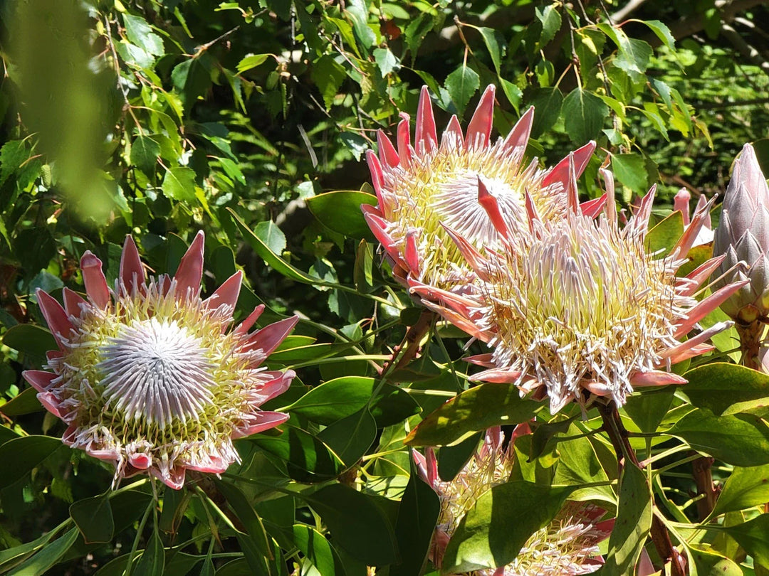 protea cynaroides flower seeds