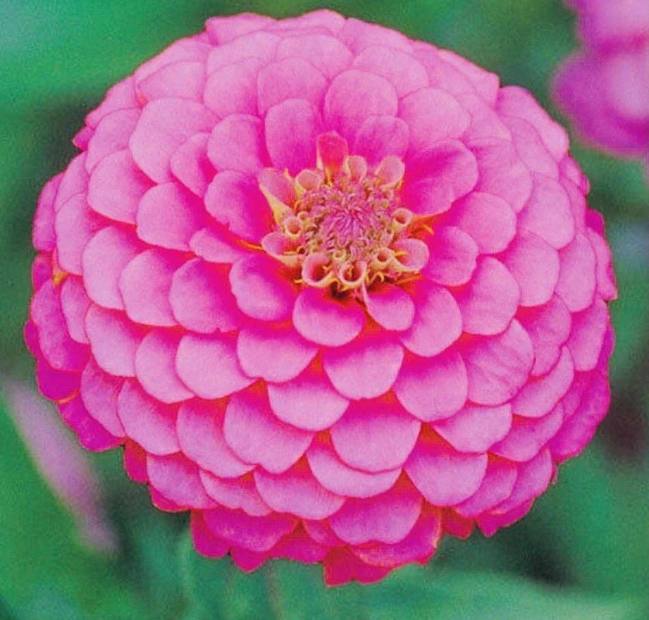 zinnia illumination flower seeds