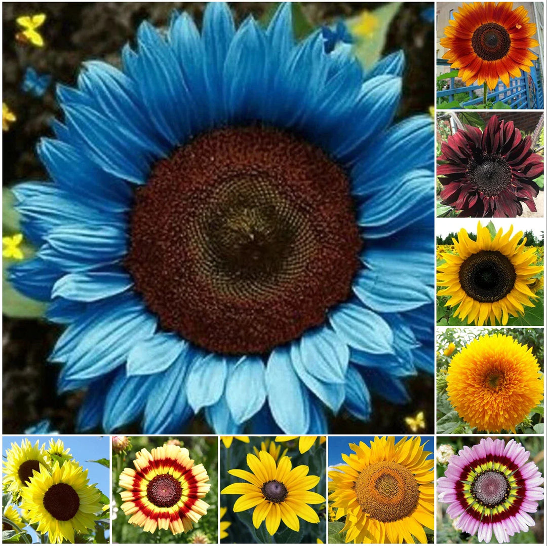 species mix flower seeds