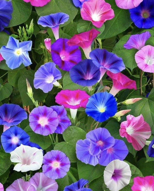 multi color flower seeds