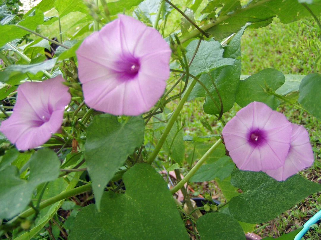 lavender ipomoea flower seeds