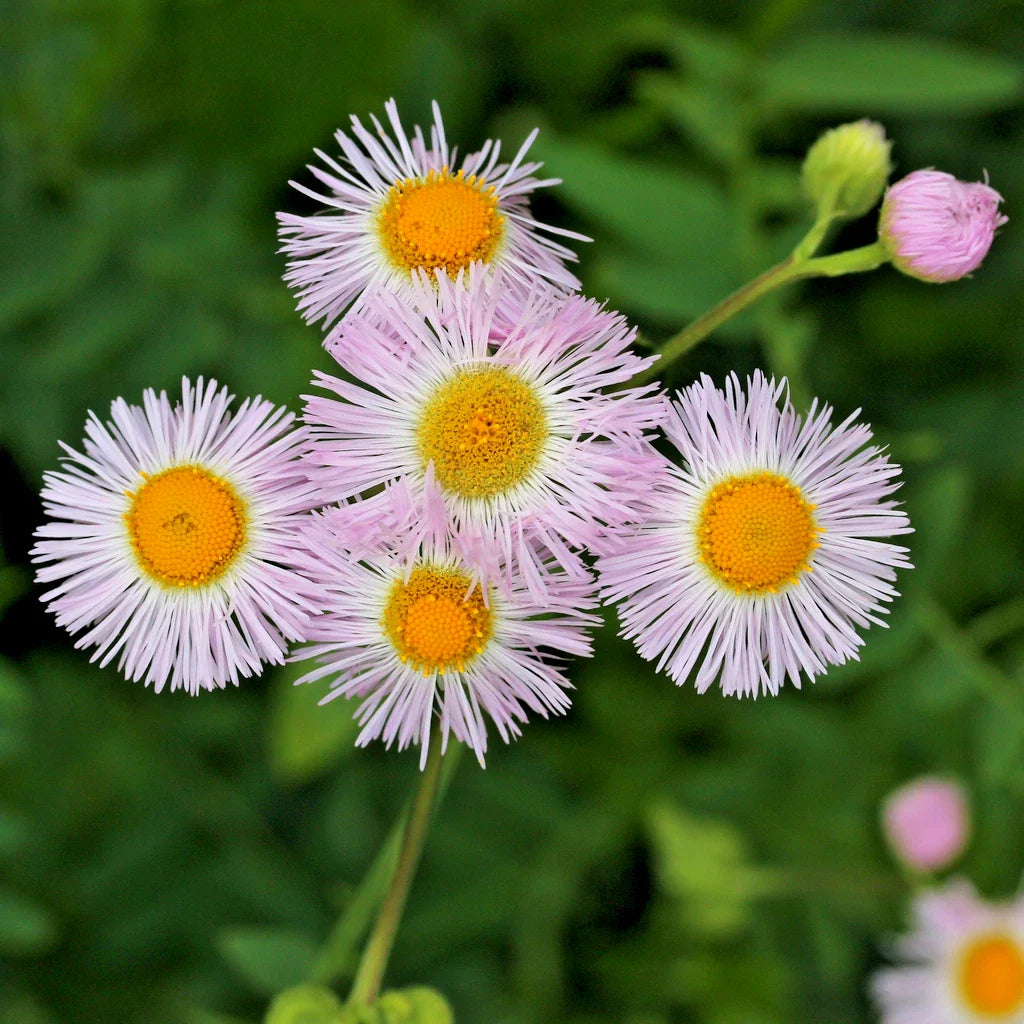 white daisy flower seeds