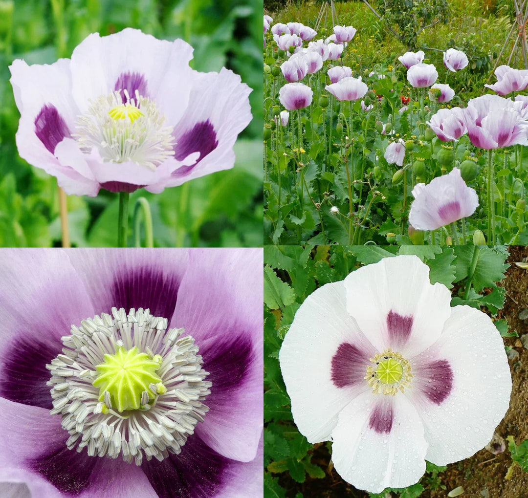 blue white flower seeds