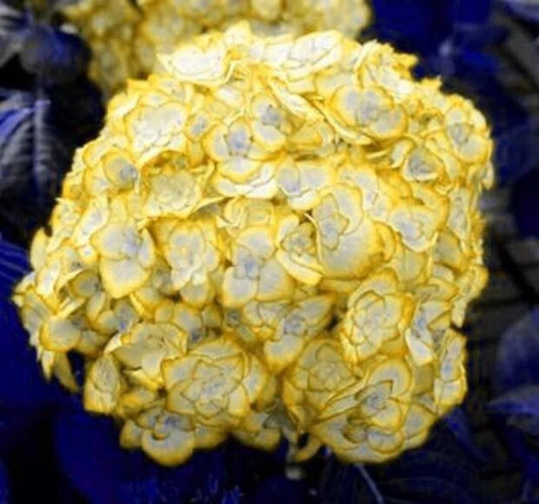 yellow for flower seeds