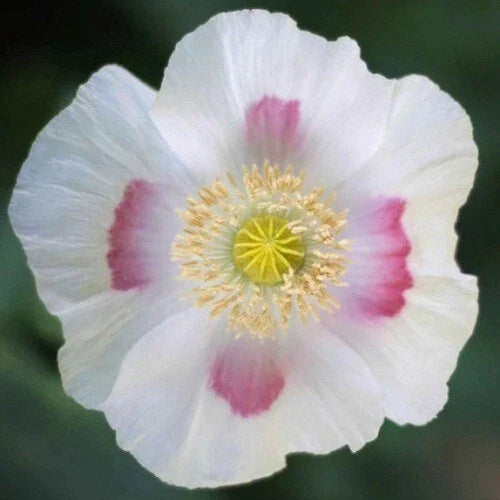 blue stratified flower seeds