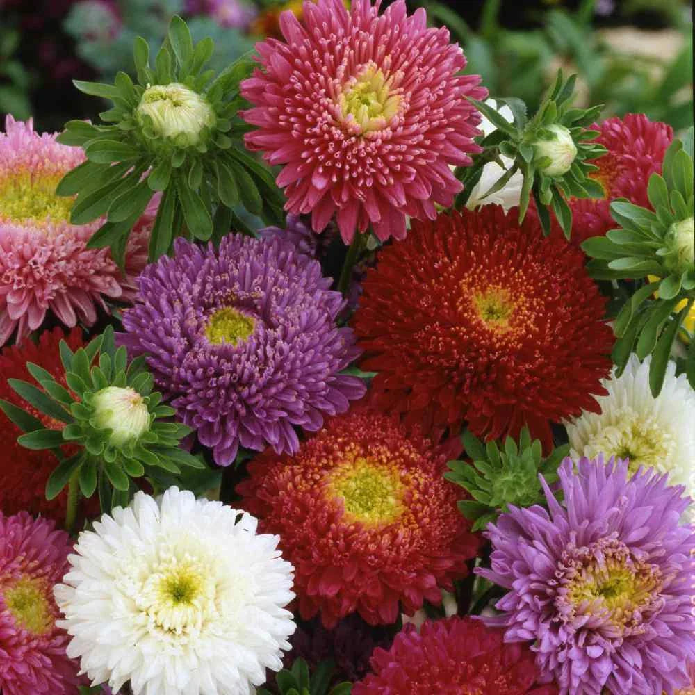 aster dwarf flower seeds
