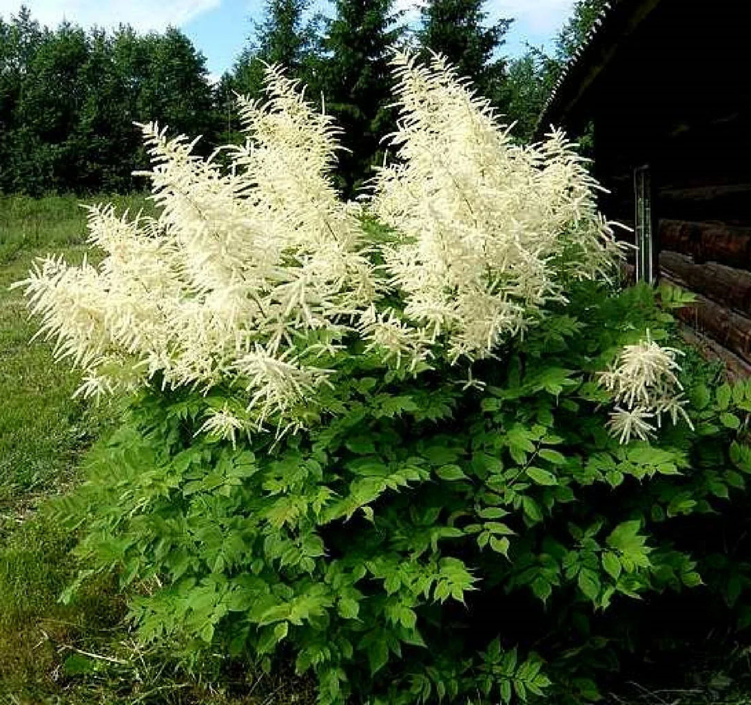 goats beard flower seeds