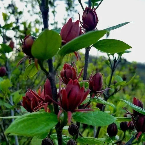 carolina allspice flower seeds