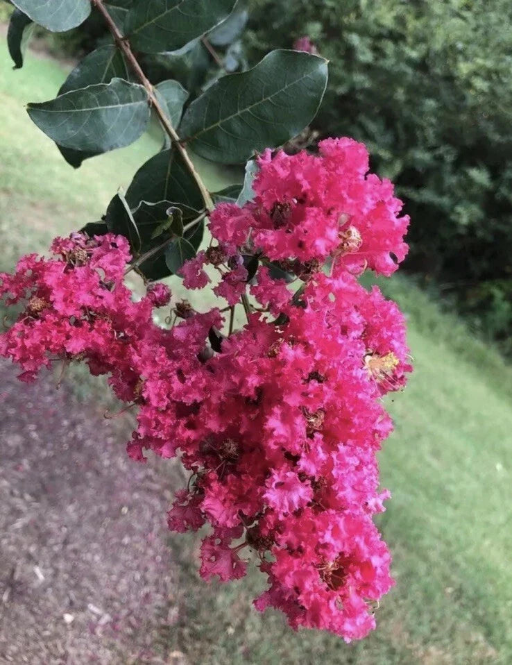 crape myrtle flower seeds