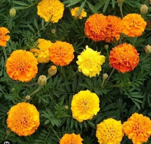 french marigold flower seeds