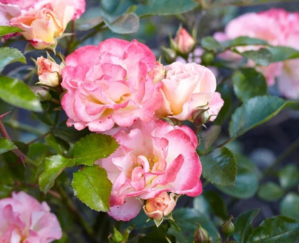 peach drift flower seeds