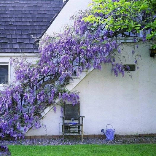 purple japanese flower seeds