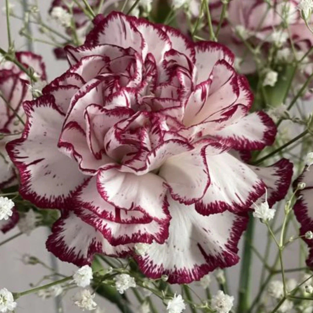 pink bicolor flower seeds