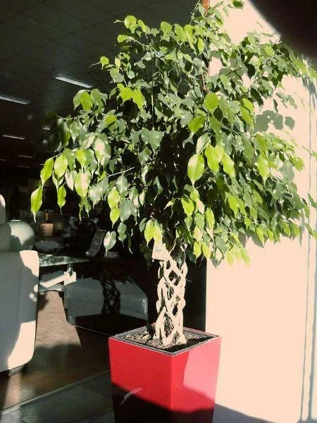 ficus benjamina flower seeds