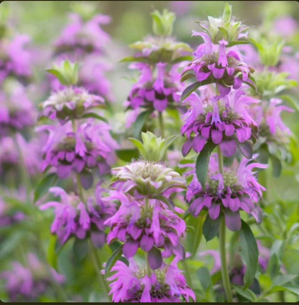 lemon mint flower seeds