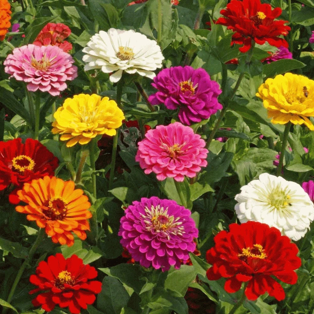 california giant flower seeds