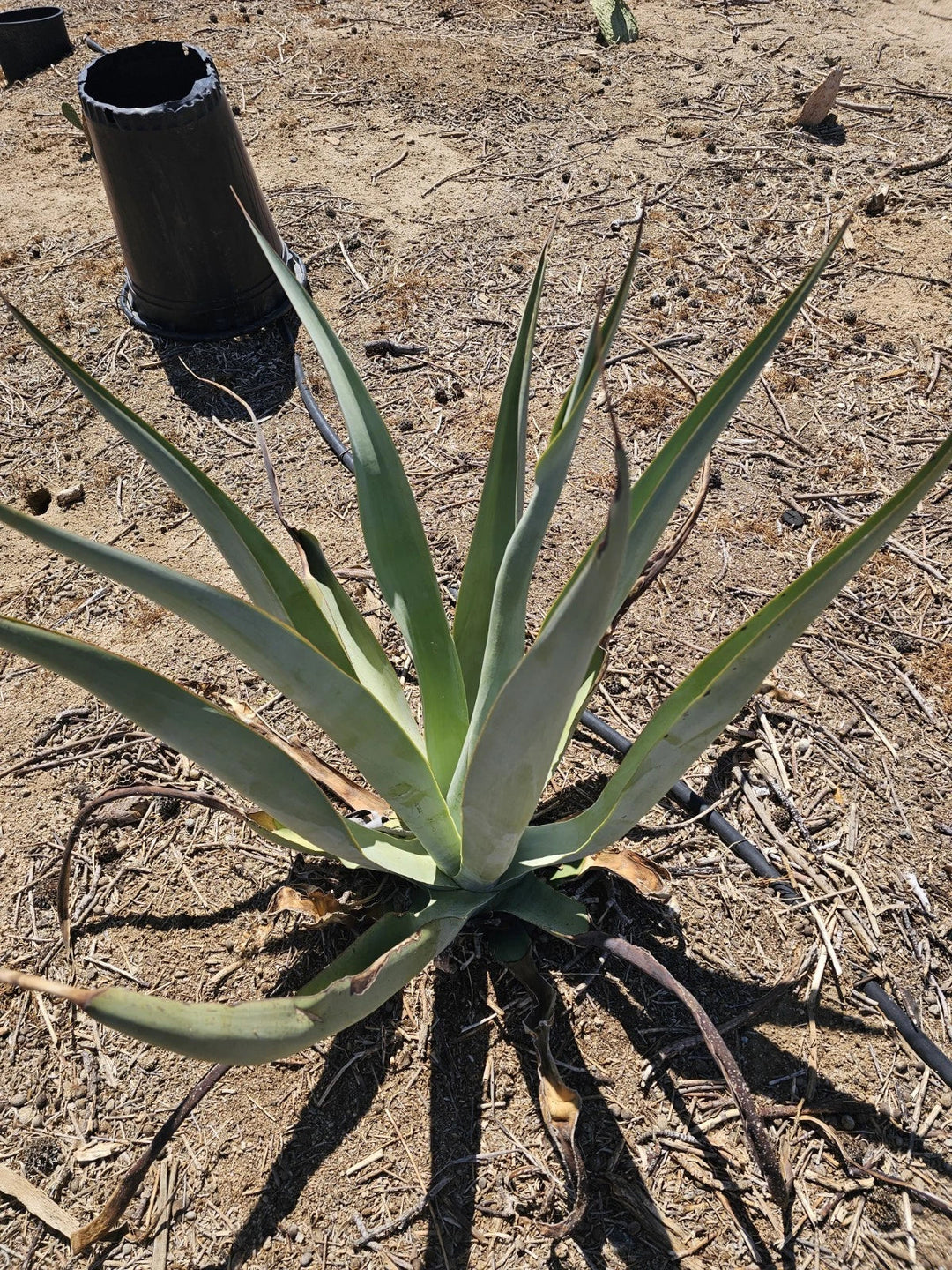 agave vilmoriniana flower seeds