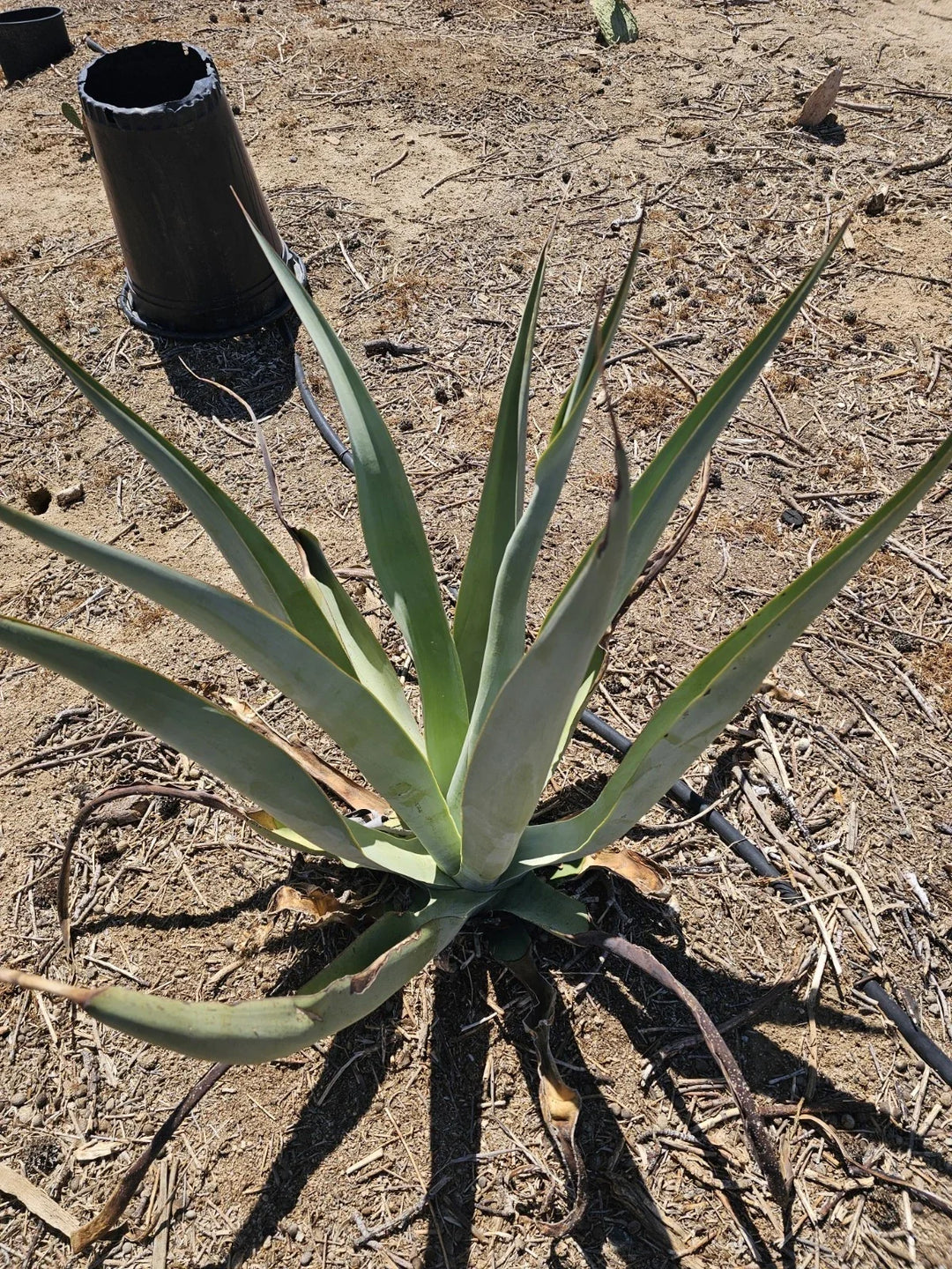agave vilmoriniana flower seeds