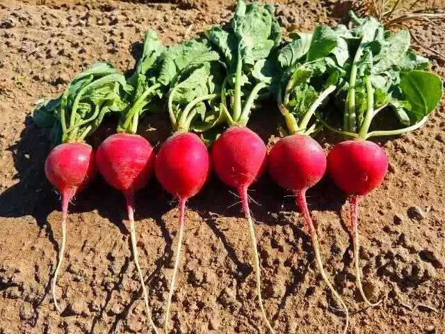 crimson giant flower seeds