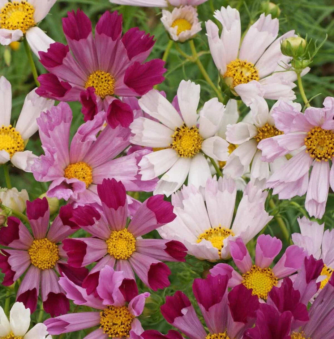 cosmos flower flower seeds