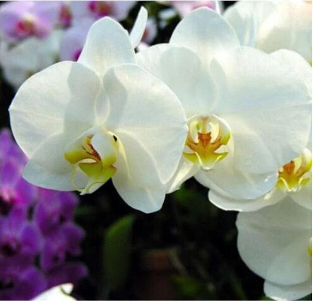 white cream flower seeds