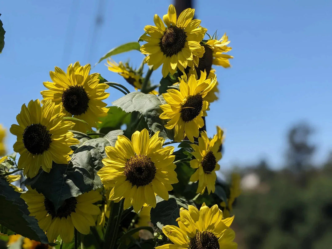 lemon queen flower seeds