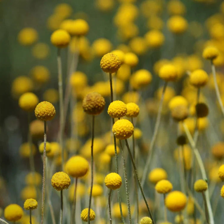billy buttons flower seeds