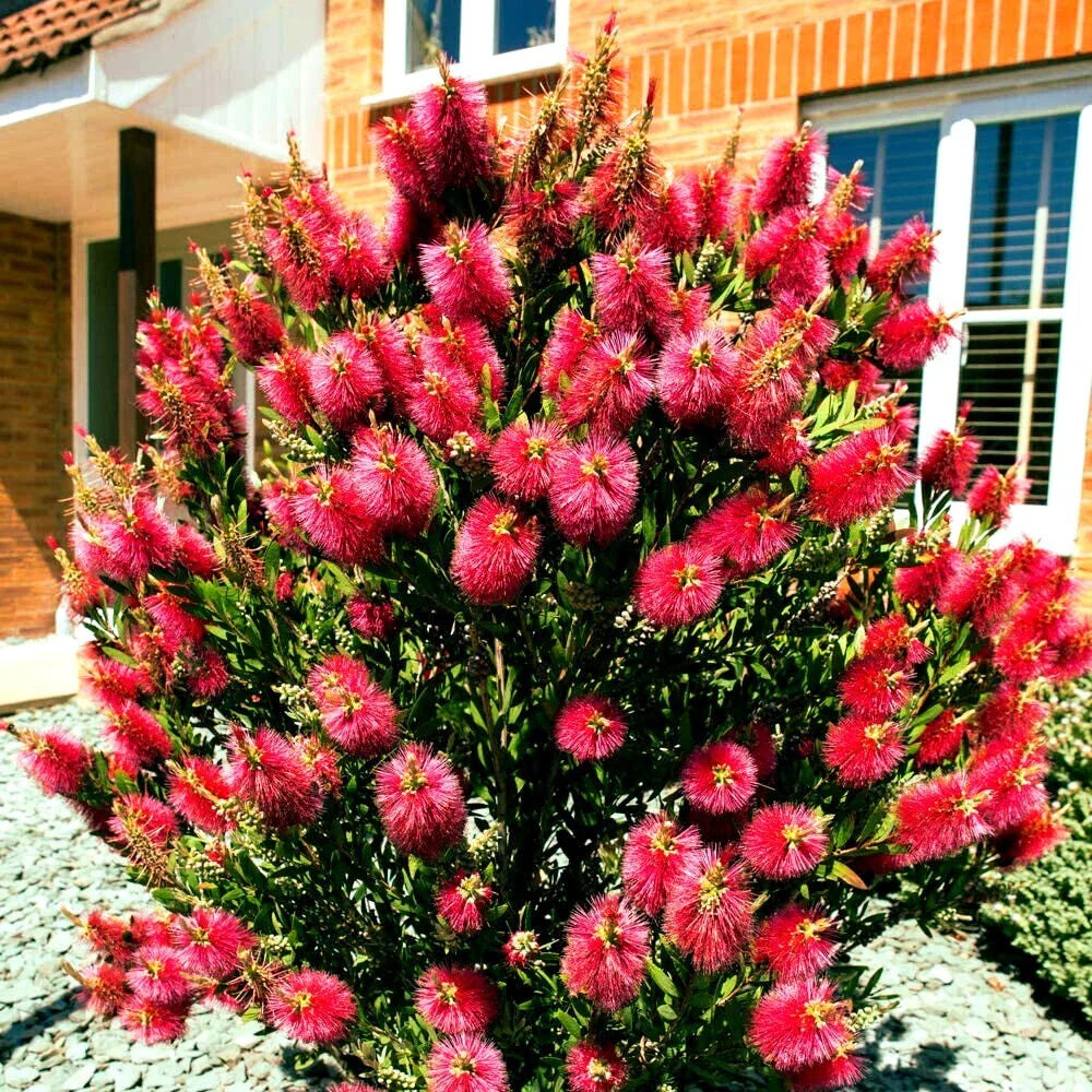 crimson bottlebrush flower seeds