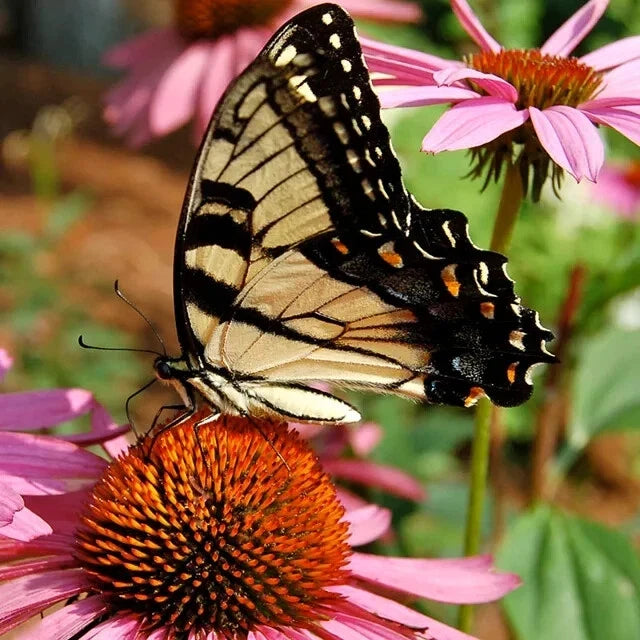 hummingbird butterfly flower seeds