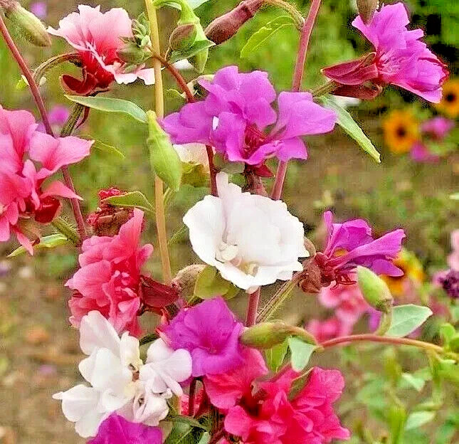clarkia flower flower seeds