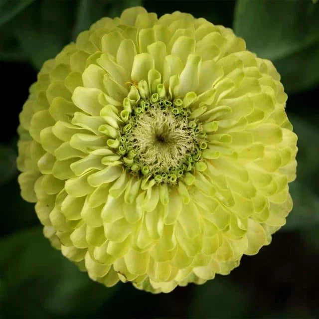 green zinnia flower seeds