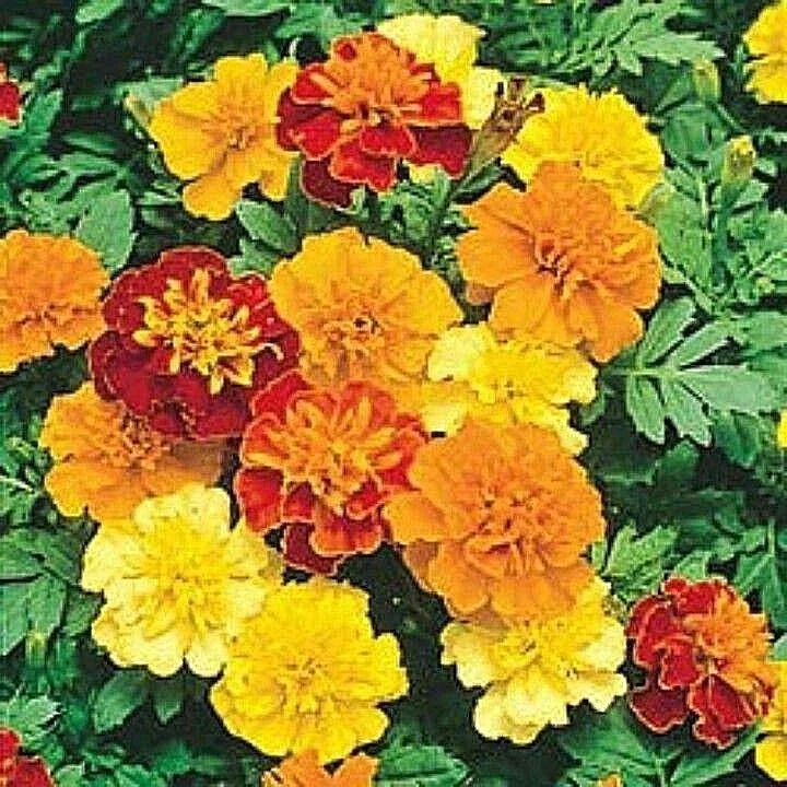 sparky mix flower seeds